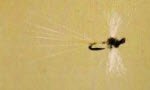 Caenis Spinner