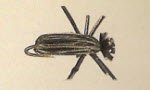 Black Crowe Beetle