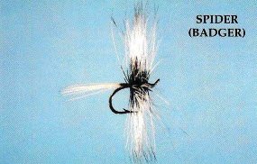 Spider (Badger)