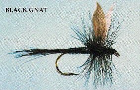 Black Gnat