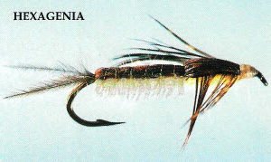 Hexagenia