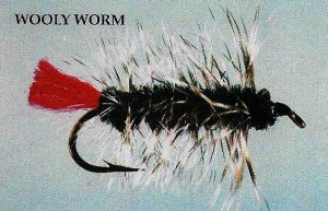 Wooly Worm