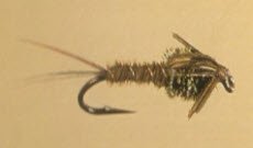 Pheasant Tail