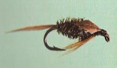 Leadingwing Coachman