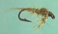 Catskill Hendrickson